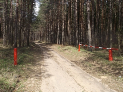 В Глусском районе с 19 июля снят запрет на посещение лесов