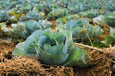 Белгидромет: в связи с ожидаемым похолоданием необходимо завершить уборку поздних овощей
