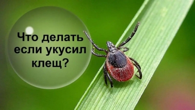Что делать, если вас укусил клещ 