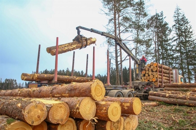 В Могилевской области убрано более 90% лесных территорий, пострадавших от январской непогоды