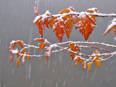 Дождь, переходящий в снег и гололед ожидаются в Беларуси 16 ноября