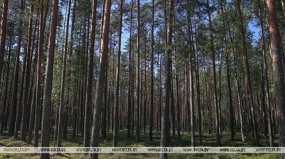 Запреты и ограничения на посещение лесов введены во всех районах Беларуси