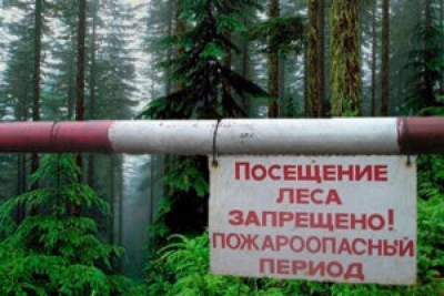 Введен запрет на посещение лесов