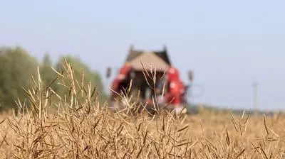 Магілёўская вобласць практычна завяршыла ўборку азімага рапсу