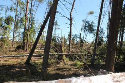 Работники Глусского лесхоза продолжают устранять последствия майской стихии в Чериковском районе