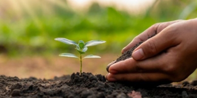 15 тысяч деревьев и кустарников высадят в Могилевской области в Единый день озеленения