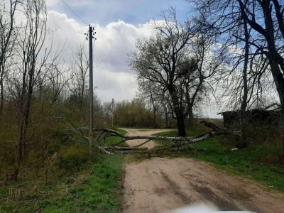 Из-за сильного ветра зафиксированы случаи падения деревьев в&nbsp;Глусском районе. Рекомендации МЧС